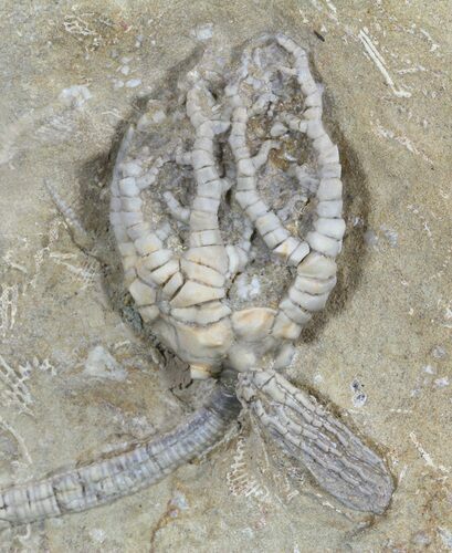 Barycrinus Crinoid Fossil - Indiana #52929